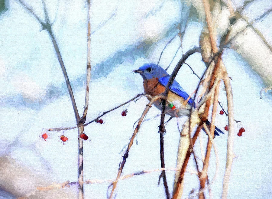 Bluebird And Berries Photograph