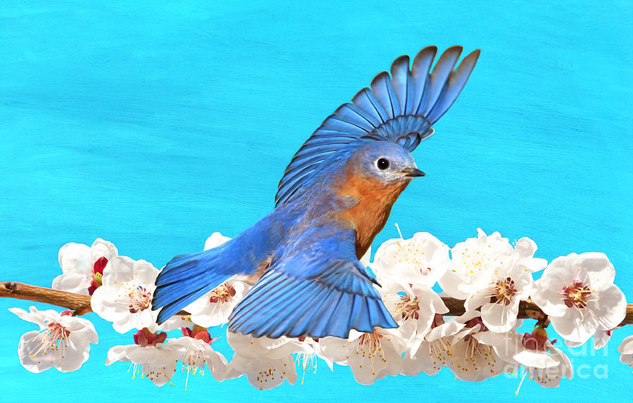 Bluebird Photograph - Bluebird and Blossoms by Laura D Young