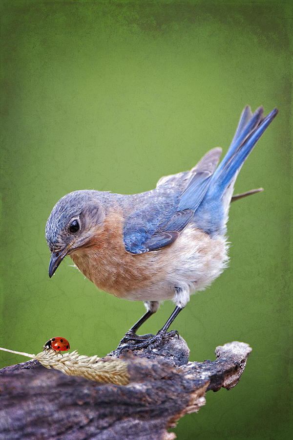 Bluebird Photograph - Bluebird and Ladybird by Bonnie Barry