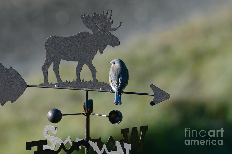 Bluebird and Moose Photograph by Sandra Updyke