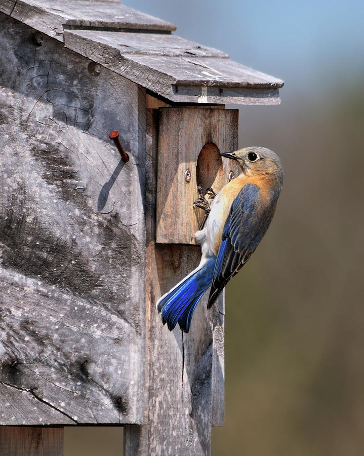 Bluebird and Nest Box Photograph by Betty LaRue | Fine Art America