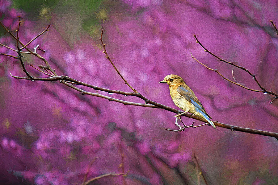 Bluebird and Redbuds Photograph by Darren Fisher