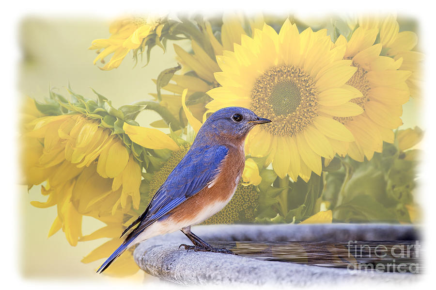Bluebird and Sunflowers Photograph by Bonnie Barry