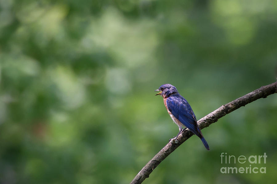 Bluebird Photograph by Andrea Silies