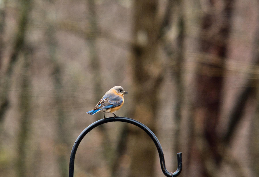 Nature Photograph - Bluebird at Dawn by Douglas Barnett