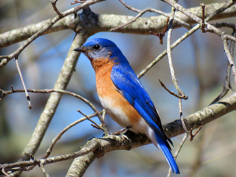 Bluebird at Dusk Photograph by Dianne Cowen Cape Cod Photography
