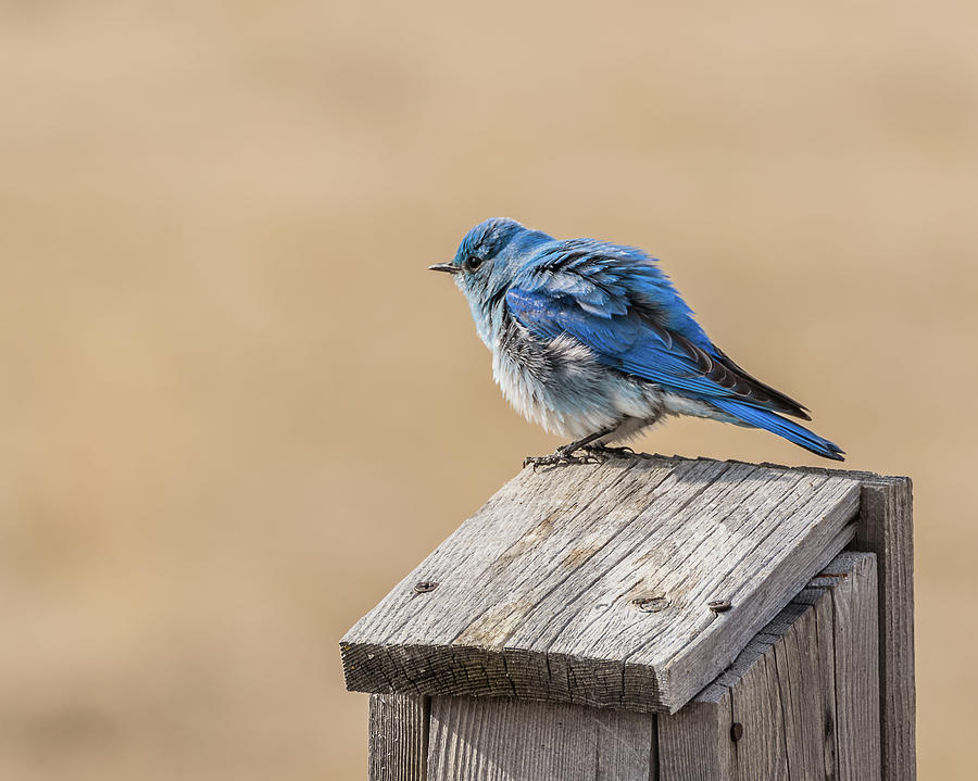 Bluebird At Home Photograph by Yeates Photography