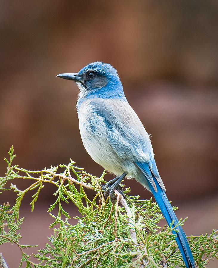 Bluebird at Red Rocks Photograph by Kevin Munro