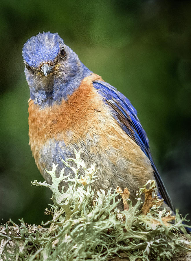 Bluebird Attitude Photograph by Jean Noren