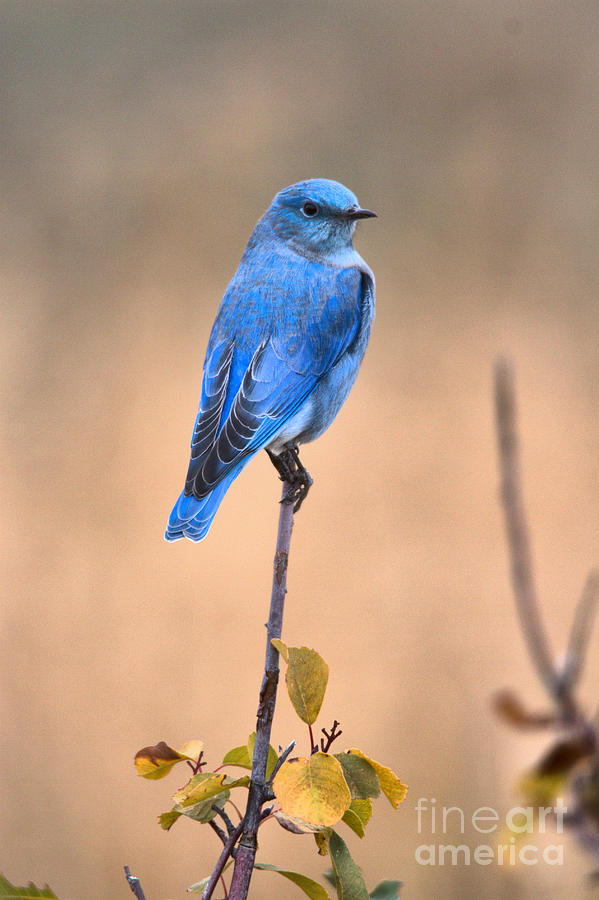 Bluebird Balancing Act Photograph by Adam Jewell