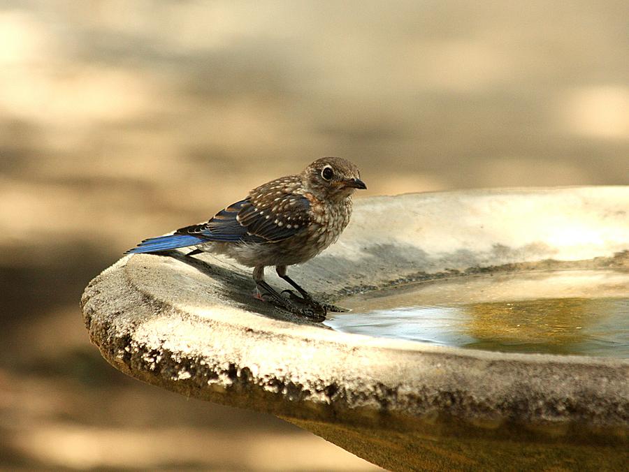 Bluebird Bath Time Photograph by Sheila Brown