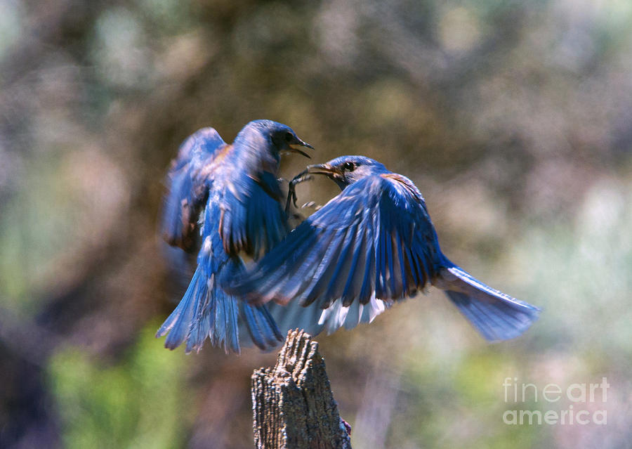 Bird Photograph - Bluebird Battle by Michael Dawson