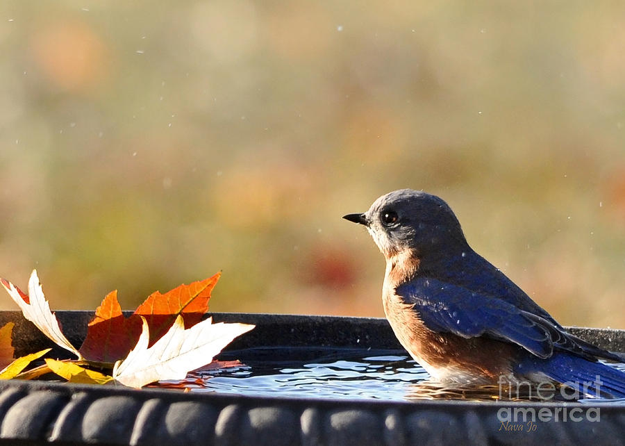 Bluebird Beauty in the Bath Photograph by Nava Thompson