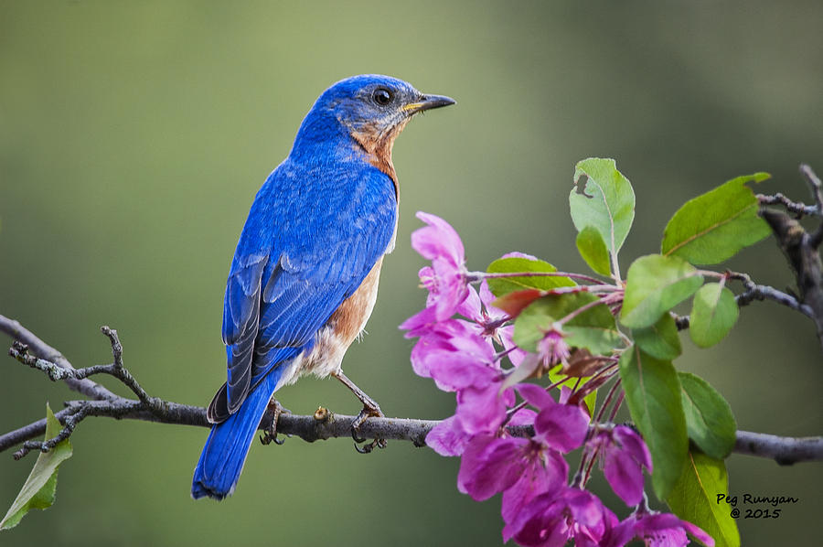 Bluebird Beauty Photograph by Peg Runyan