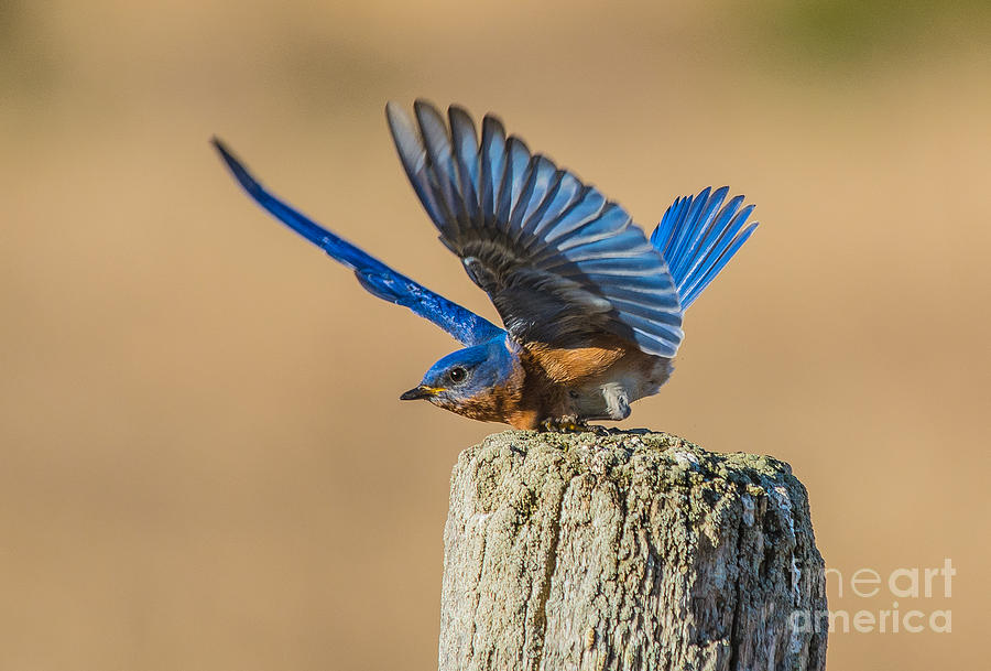 Bluebird Bow Photograph by Cheryl Baxter