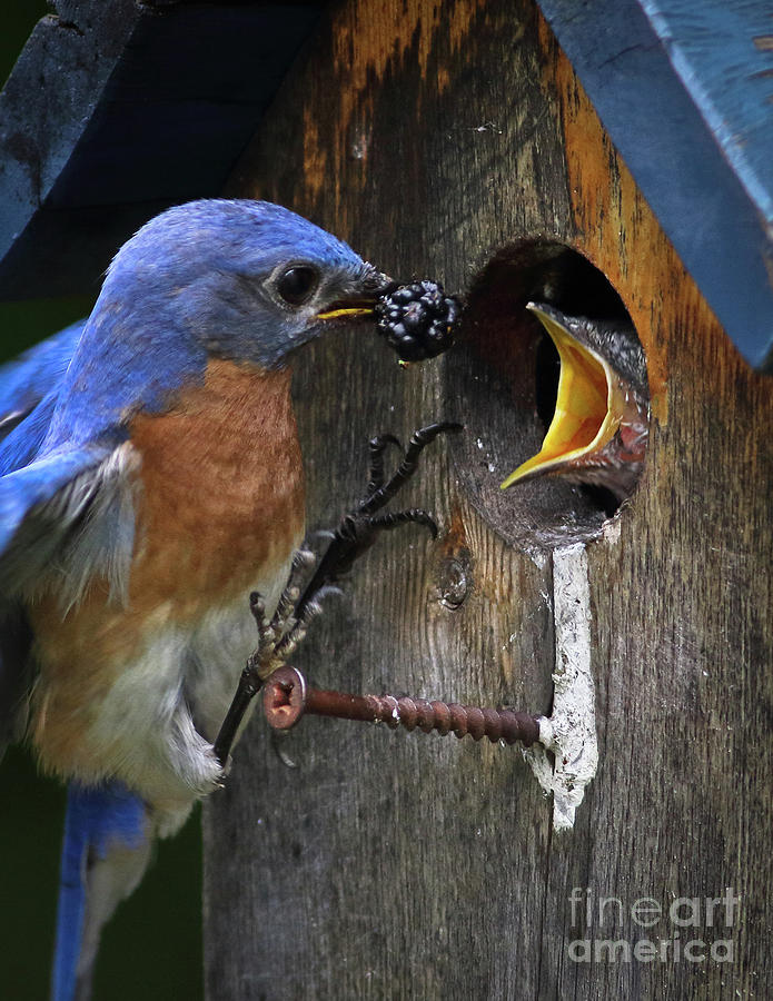 Bluebird Breakfast Photograph by Douglas Stucky