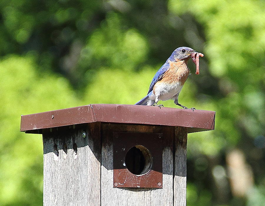 Bluebird Breakfast Feeding Photograph by Allen Nice-Webb