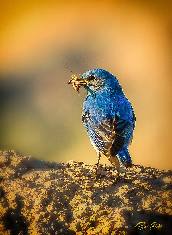 Bluebird Breakfast Photograph by Rikk Flohr