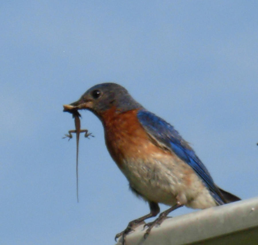 Bluebird Bringing Home Lunch Photograph by Jeanne Juhos