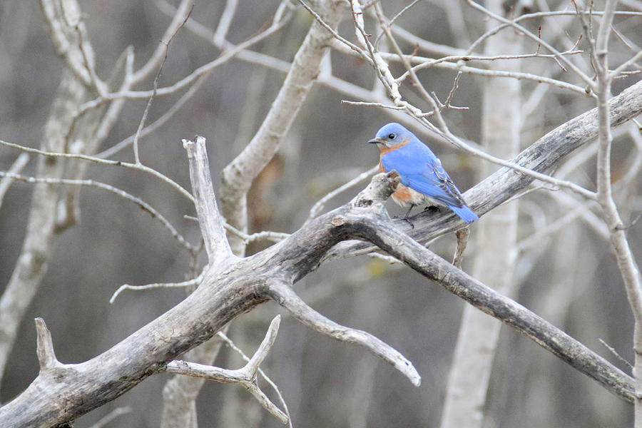 Bluebird Photograph by Brook Burling