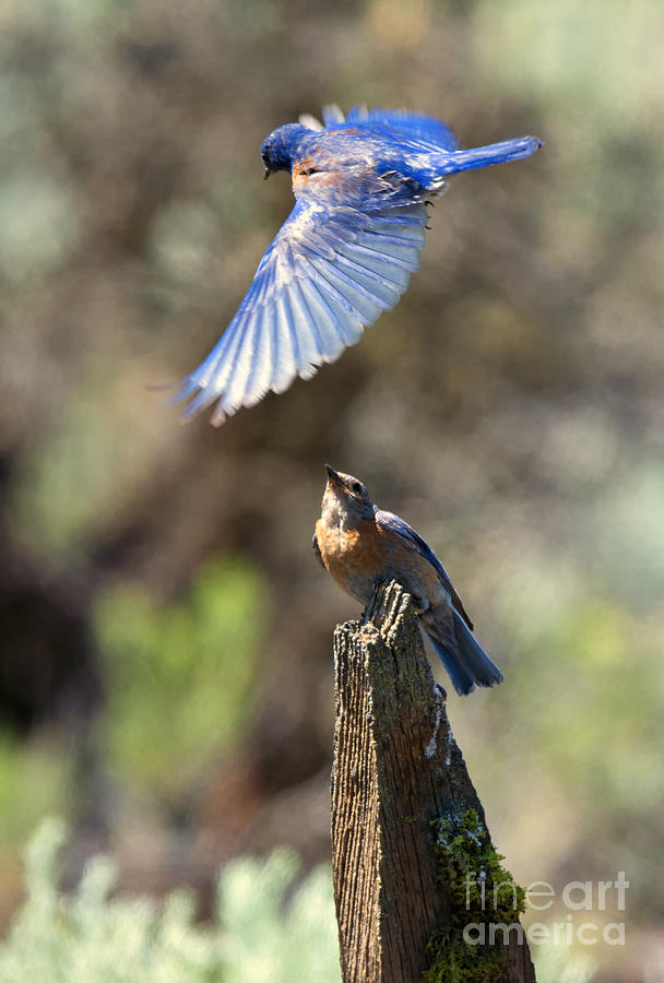 Western Bluebirds Photograph - Bluebird Buzz by Mike Dawson Western Bluebirds Photograph - Bluebird Buzz by Mike Dawson