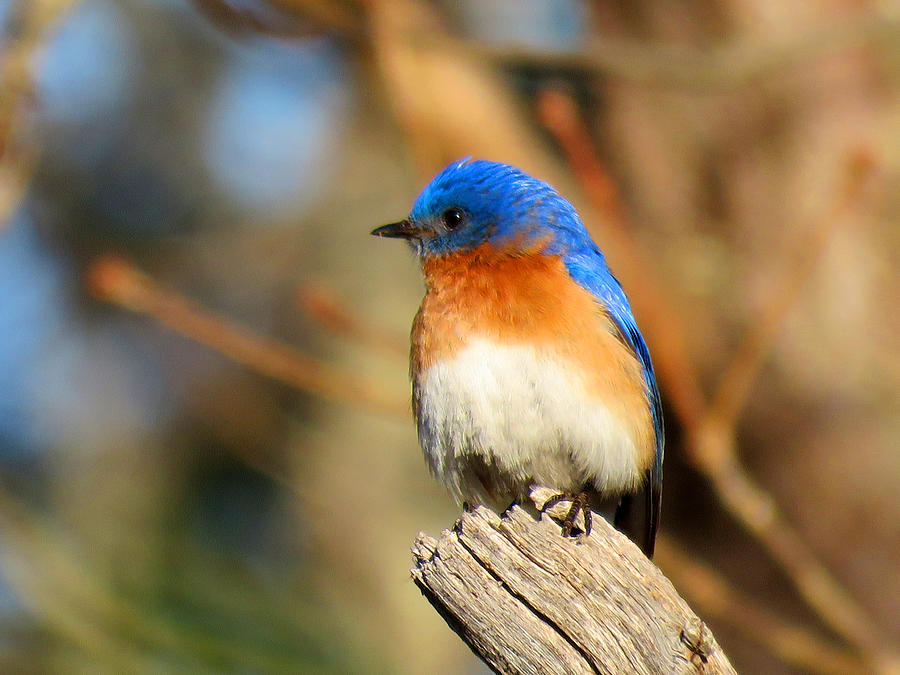 Bluebird Charm Photograph by Dianne Cowen Cape Cod Photography