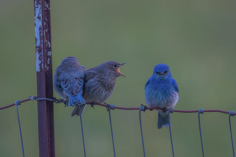 Bluebird Photograph - Bluebird Chats by Ashley Noble