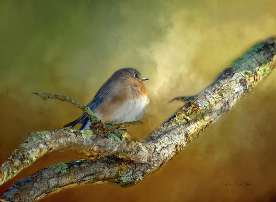 Bluebird Contemplation Photograph by Bellesouth Studio