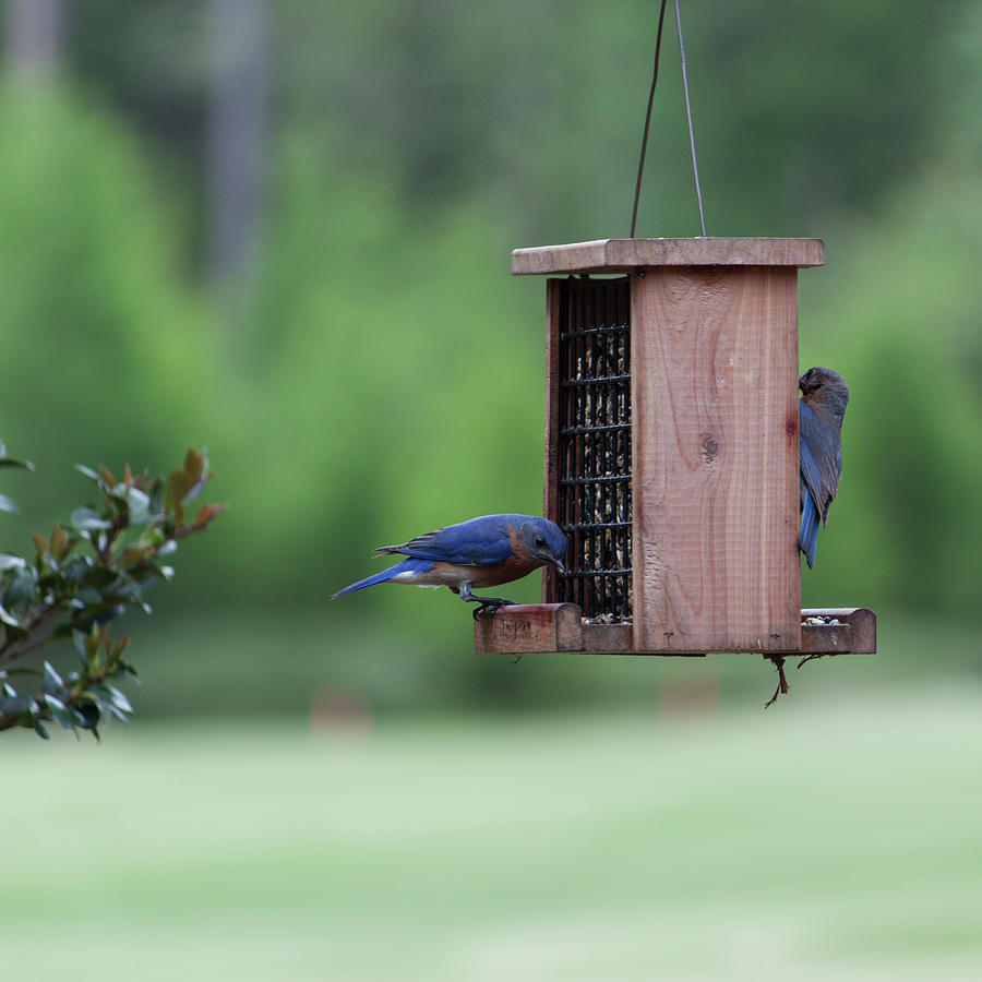 Bluebird Couple Sharing the Feeder Photograph by Suzanne Gaff