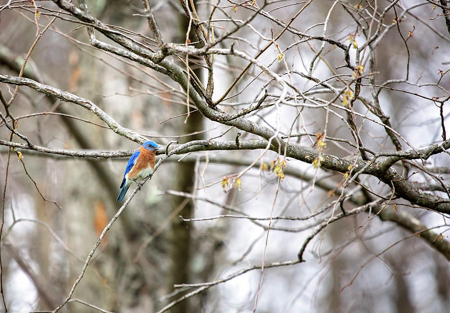 Bluebird Photograph by Deborah Penland
