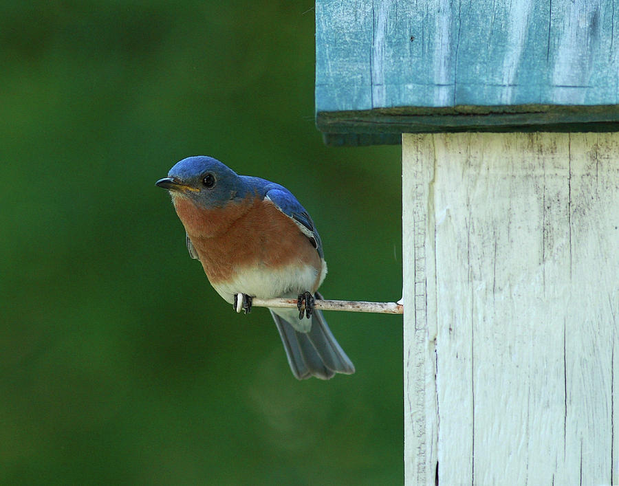 Bluebird Photograph by Douglas Stucky