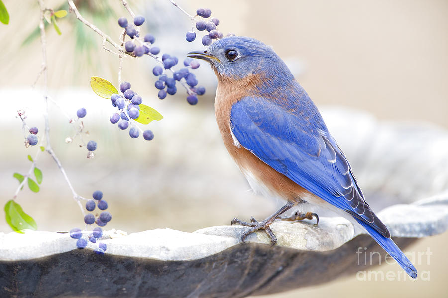 Bluebird Photograph - Bluebird Dreams by Bonnie Barry
