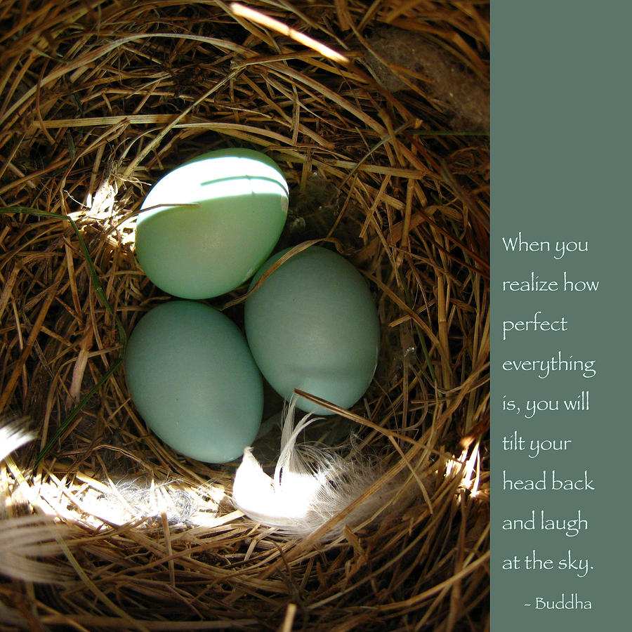 Bluebird Eggs with Buddha Quote Photograph by Hermes Fine Art