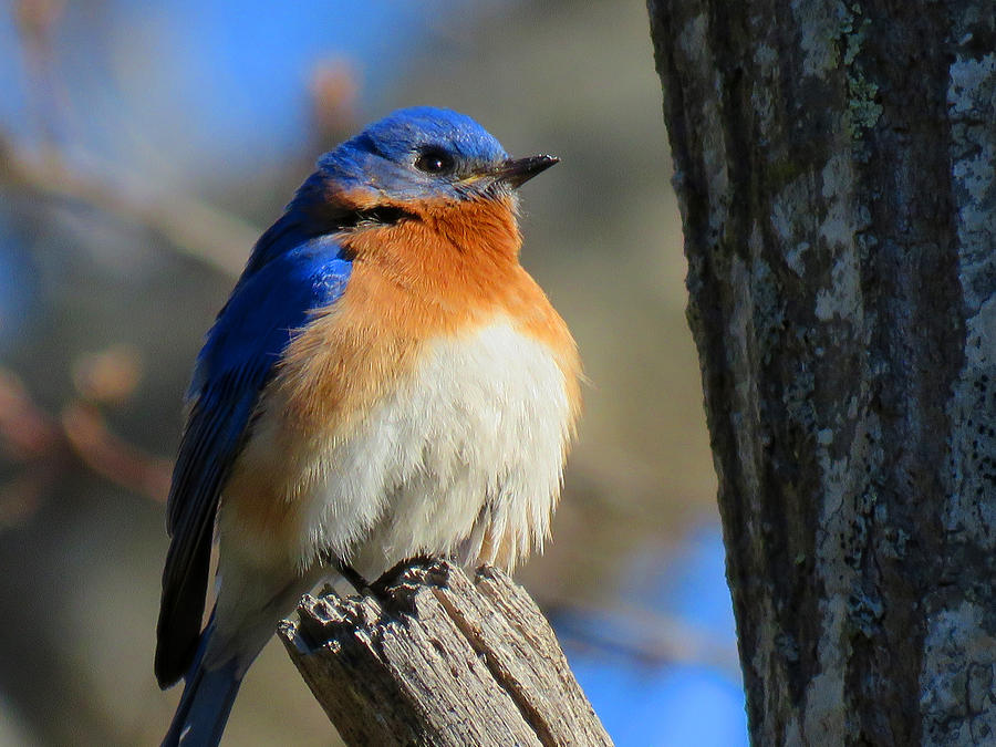 Blue Bird Evening Photograph by Dianne Cowen Cape Cod Photography