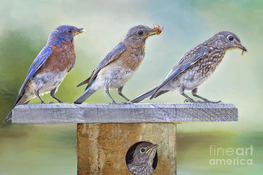 Bluebird Family Photograph by Bonnie Barry