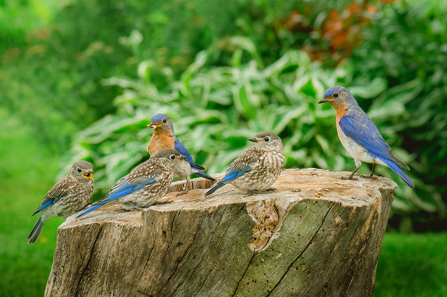 Bluebird Family Outing Photograph by Bill Pevlor