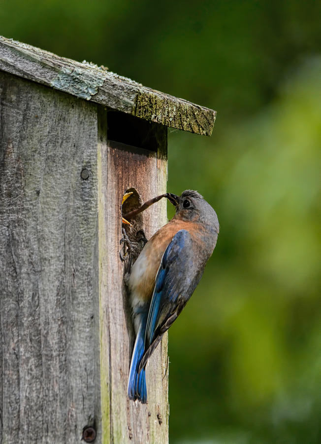 Bluebird Feeding A Worm 102020153703 Photograph