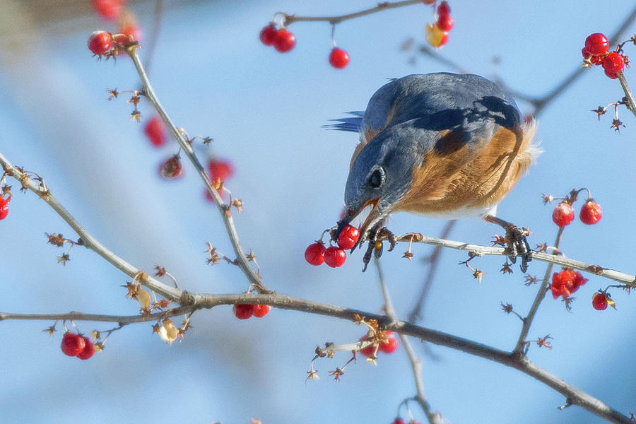 Bluebird Photograph - Bluebird Feeding by Bill Wakeley