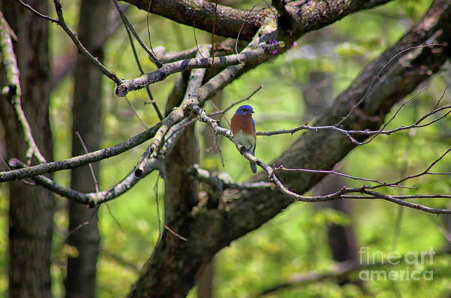 Bluebird in a Tree Photograph by Karen Adams