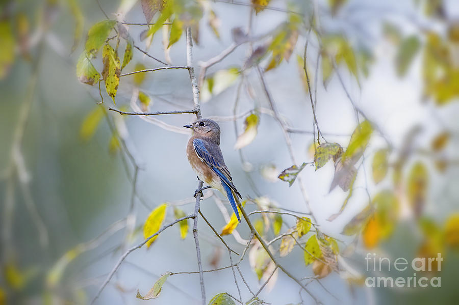 Bluebird in Autumn Photograph by Bonnie Barry