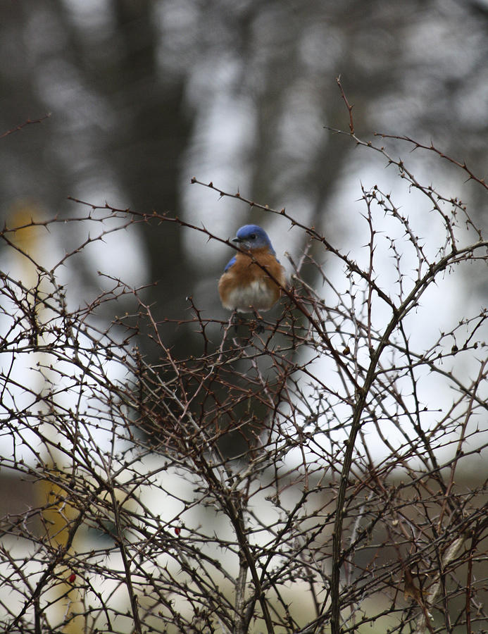 Bluebird in Briars Photograph by Teresa Mucha