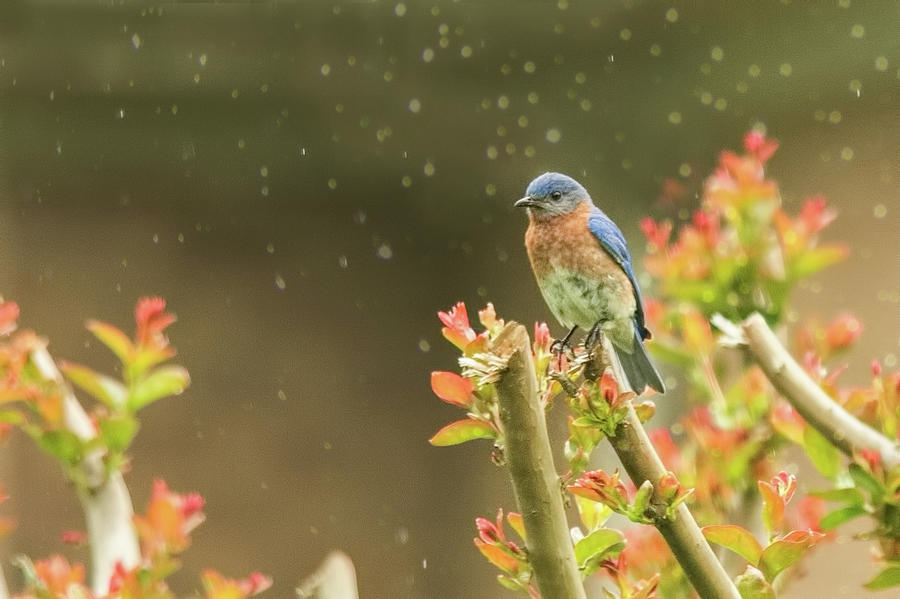 Bluebird in Gentle Rain Photograph by Jemmy Archer