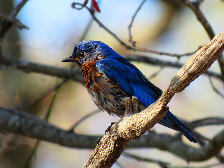 Bluebird in May Photograph by Dianne Cowen Cape Cod Photography