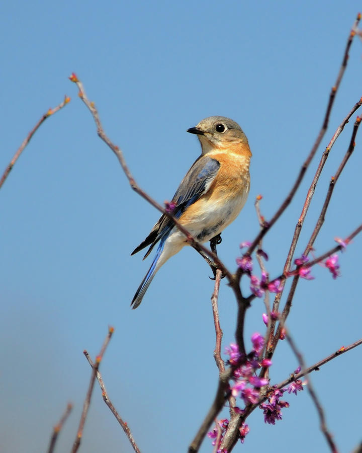 Bluebird in Spring Photograph by Betty LaRue