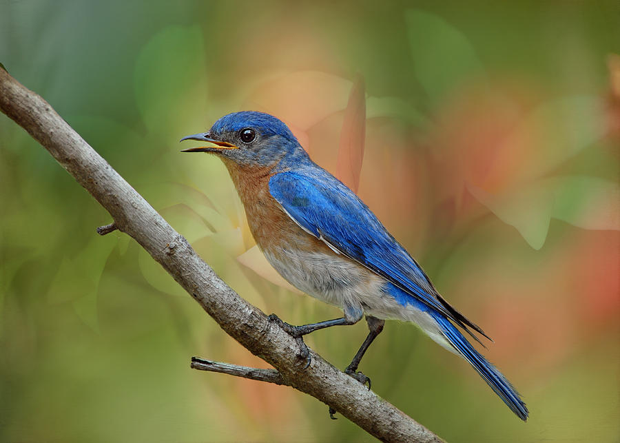 Bluebird Photograph - Bluebird in Spring by Bonnie Barry