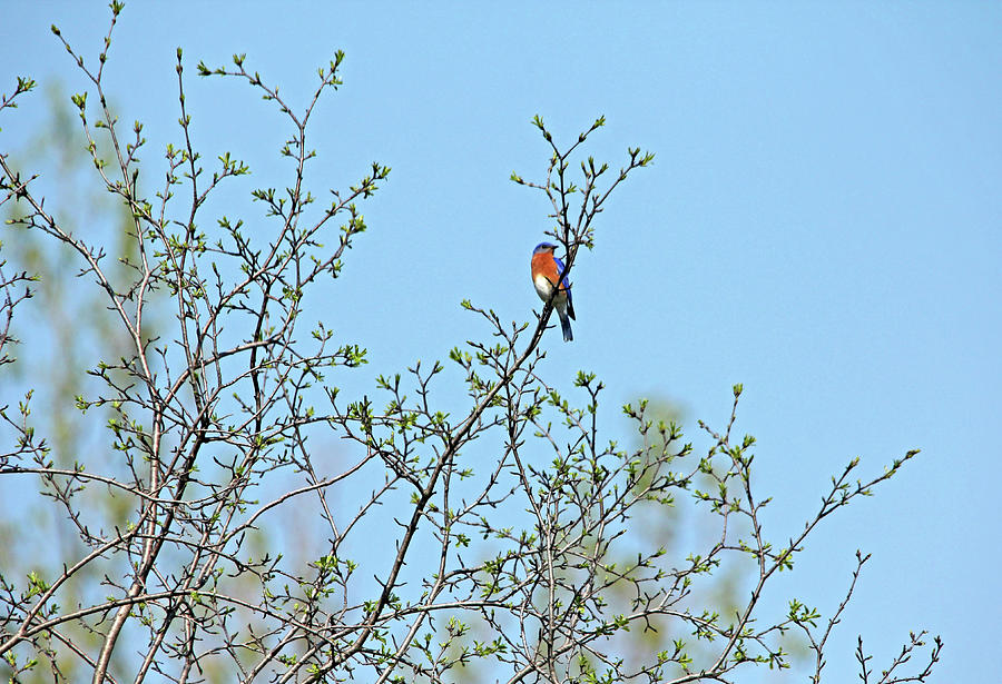 Bluebird In Spring Photograph by Debbie Oppermann