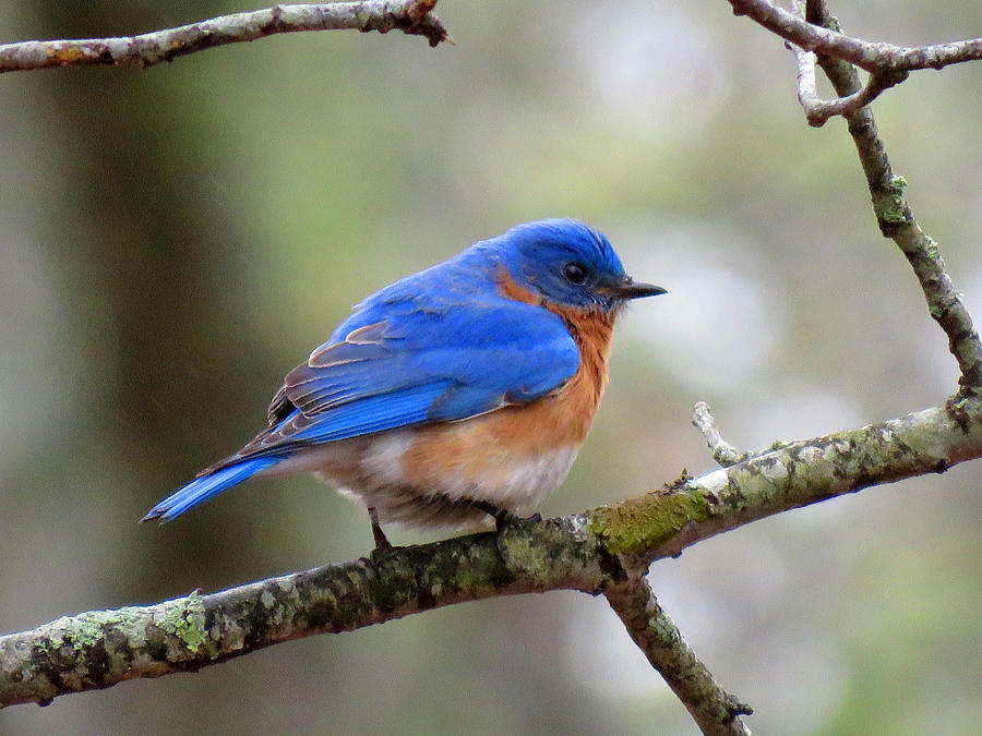 Blue Bird in Spring Photograph by Dianne Cowen Cape Cod Photography