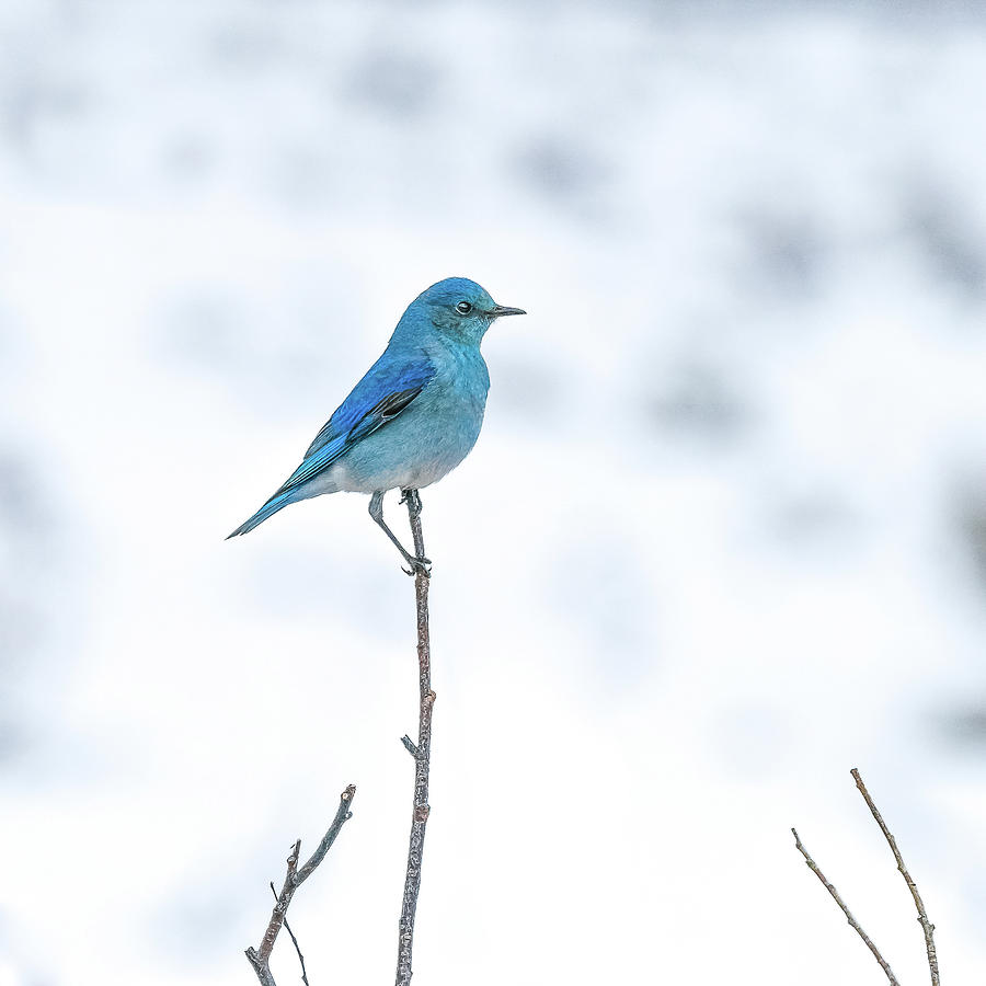 Bluebird In Spring Snow Photograph by Yeates Photography