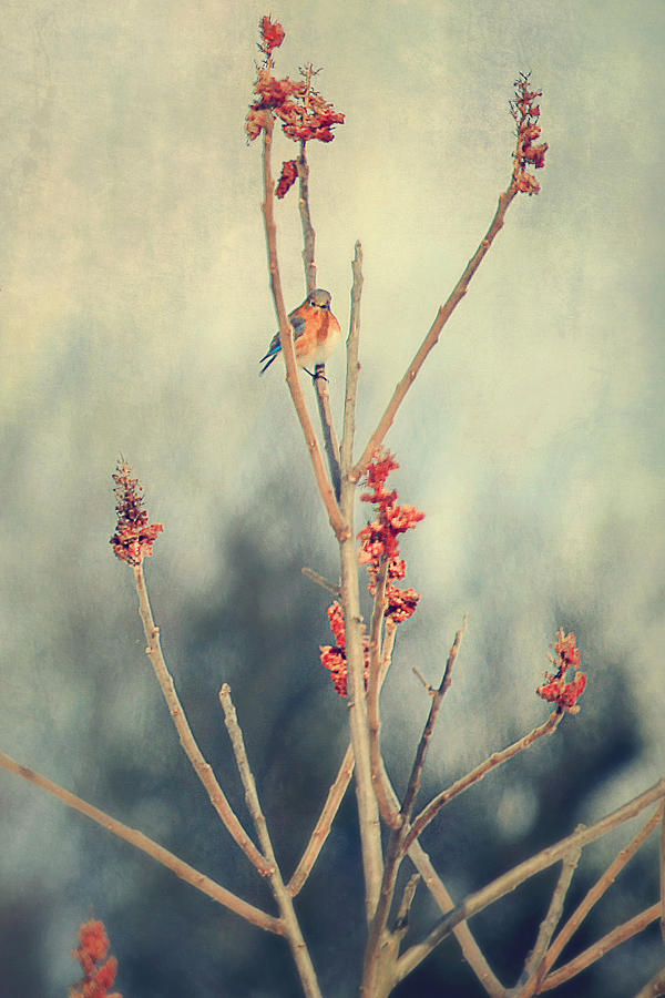 Bluebird Photograph - Bluebird in the Red Buds by Carrie Ann Grippo-Pike