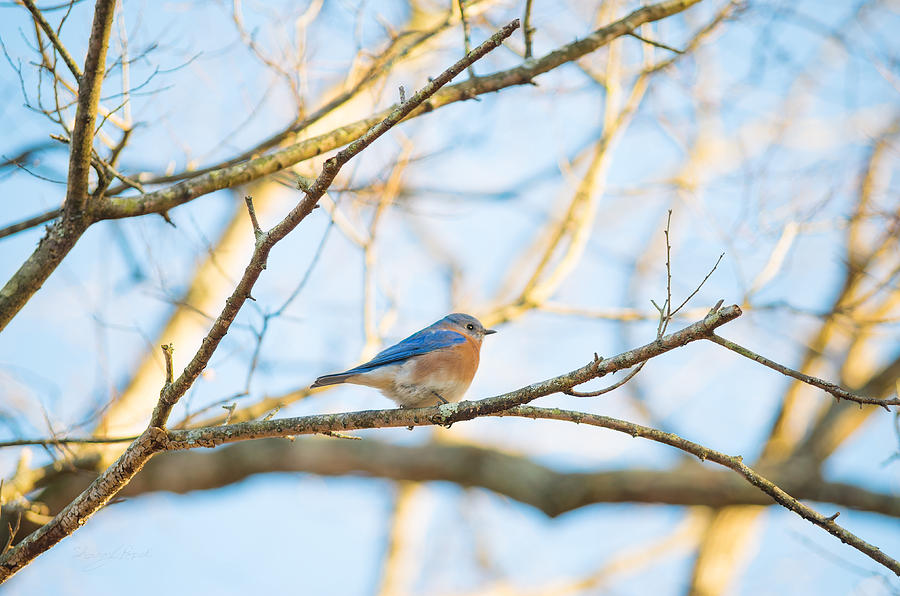 Bluebird in Tree Photograph by Sharon Popek